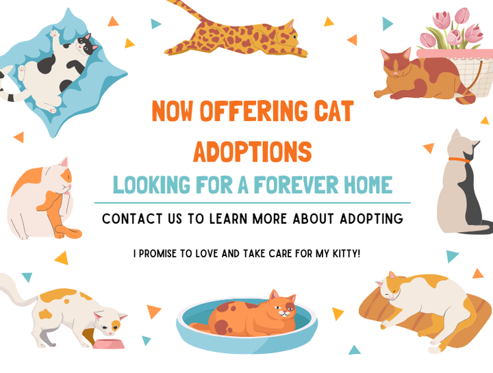 Cat Adoptions at St. Charles Veterinary Clinic
